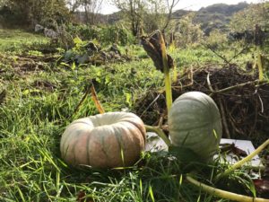 Calabazas Ecologicas de la Huerta