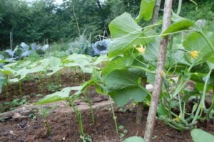 Asturias Yoga Organic Vegetable Garden