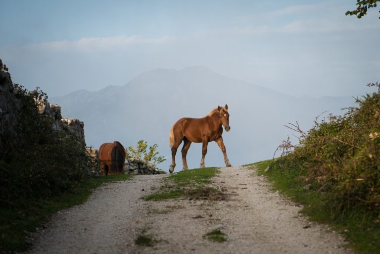 Asturias Yoga Los Picos de Europa Mountain Horsses