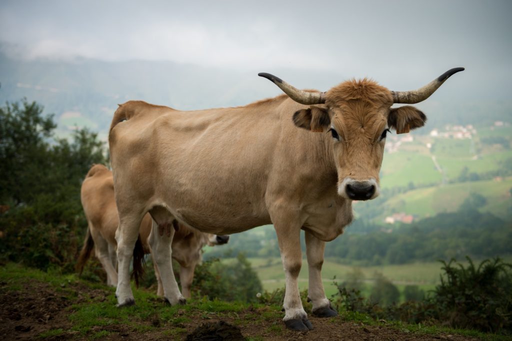 Asturias Yoga Retreat Trekking Los Picos de Europa Cow