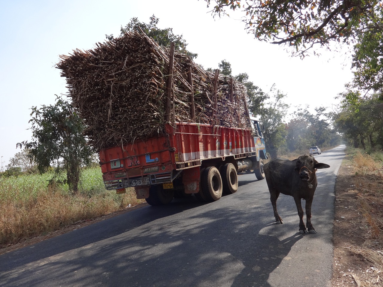 Read more about the article Cycling the Indian Plains of Abundance